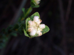 Pimelea flava dichotoma