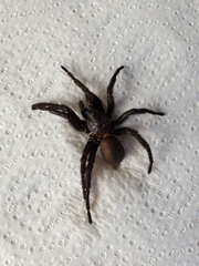 Amblyocarenum walckenaeri