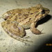 Crab-eating Frog - Photo (c) Suwito Negoro, some rights reserved (CC BY-NC), uploaded by Suwito Negoro