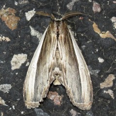 Truncaptera truncata