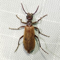 Epicauta ochrea