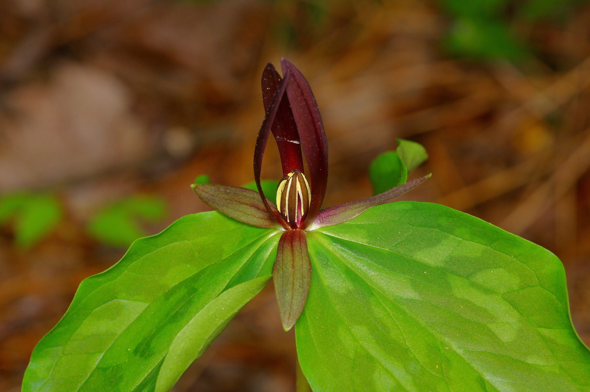 Sabine River Wakerobin (Trillium gracile)