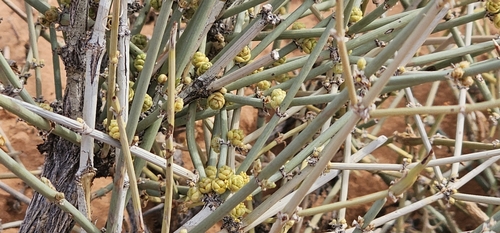 Image of Ephedra torreyana by (c) Indio Brown, some rights reserved (CC BY)