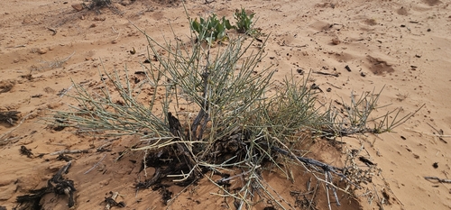 Image of Ephedra torreyana by (c) Indio Brown, some rights reserved (CC BY)
