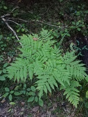 Rumohra adiantiformis