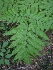 Rumohra adiantiformis