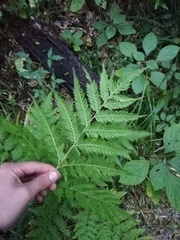 Rumohra adiantiformis