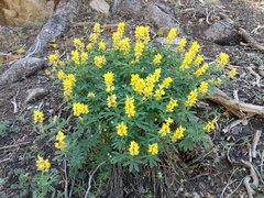 Lupinus croceus