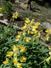 Lupinus croceus