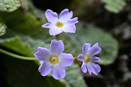 Primula bergenioides