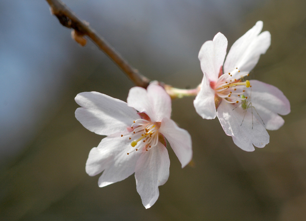 Fuji Cherry