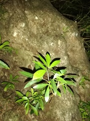 Platylophus trifoliatus