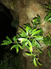 Platylophus trifoliatus