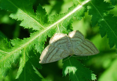 Scopula virgulata