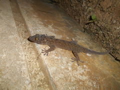 Gekko monarchus