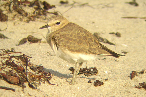 iNaturalist observation photo of Mountain Plover