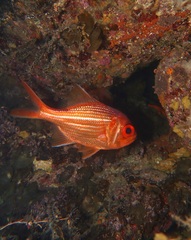 Bight Redfish photo 3