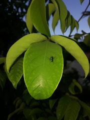 Condylostylus armipes