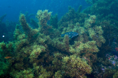 Sargassum johnsonii observed 2013-04-10