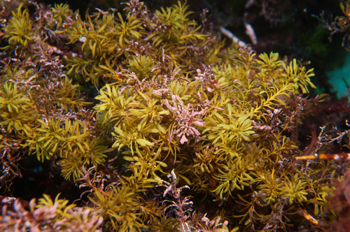 Sargassum johnsonii observed 2013-04-12