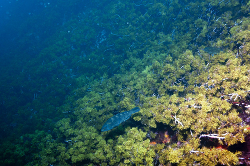 Sargassum johnsonii observed 2013-04-18