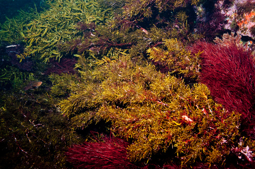 Sargassum johnsonii observed 2013-04-19