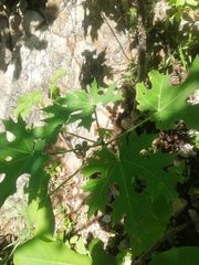 Cnidoscolus megacanthus