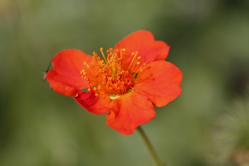 Geum coccineum