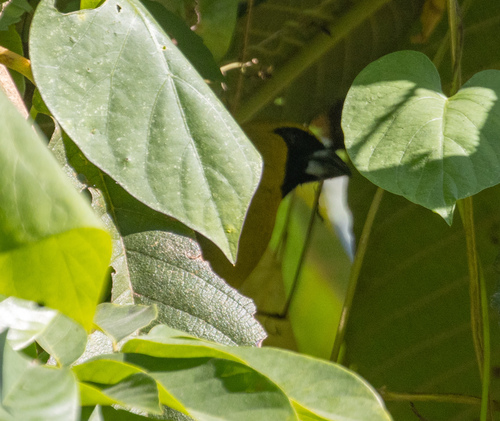 Black-faced Grosbeak (Caryothraustes poliogaster), photo 9