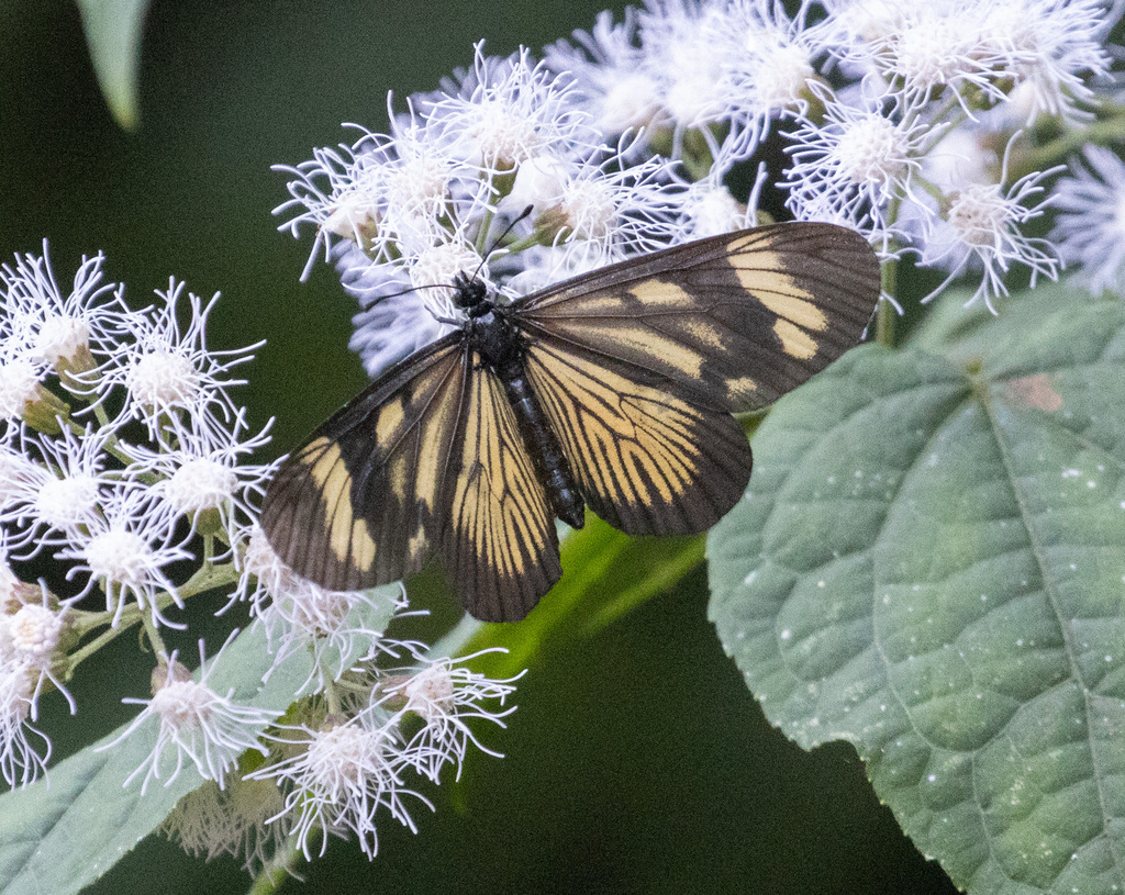 Actinote guatemalena