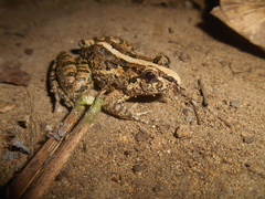 Fejervarya limnocharis