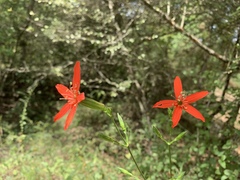 Silene subciliata