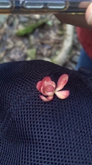 Schisandra arisanensis