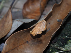 Flavinarosa obscura