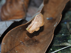 Flavinarosa obscura