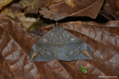 Ischyja ferrifracta
