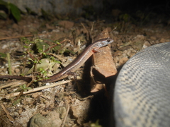 Subdoluseps bowringii