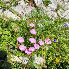 Dianthus alpinus