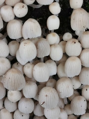 Coprinellus disseminatus