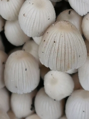 Coprinellus disseminatus