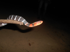 Rhabdophis flaviceps