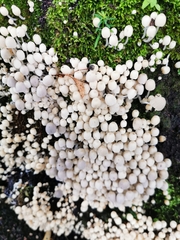 Coprinellus disseminatus