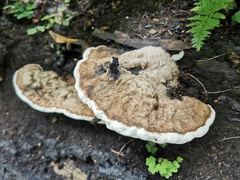Ganoderma applanatum