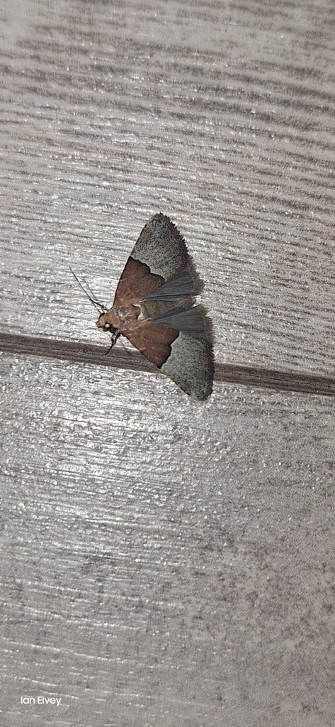 Ozarba schmiedelae
