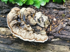 Ganoderma applanatum