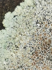 Protoparmeliopsis muralis