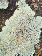 Protoparmeliopsis muralis