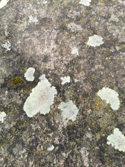 Protoparmeliopsis muralis