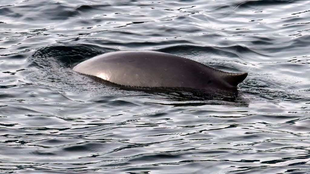 Phocoena spinipinnis