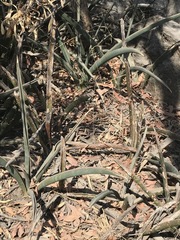 Sansevieria aethiopica